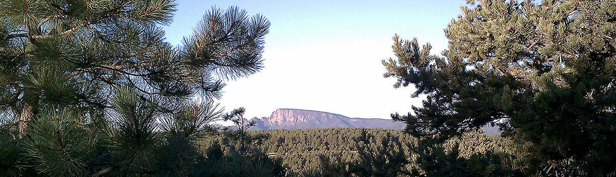 Trees and mountain plateau