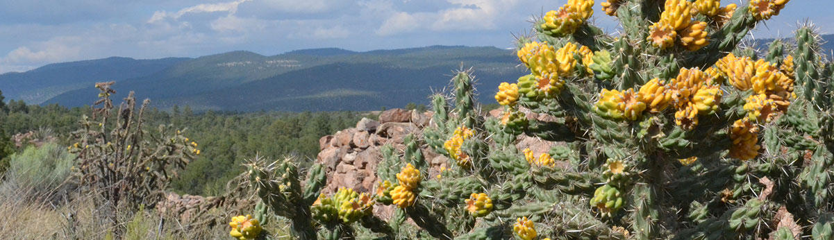 Cactus in bloom