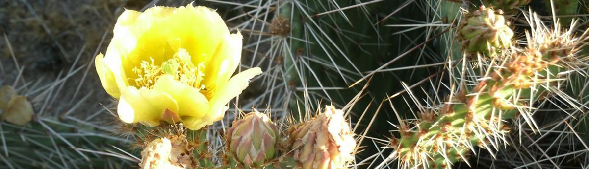 Cacti Bloom