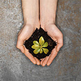 Hands holding soil and seedling